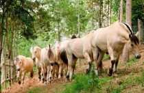 Conheça o raça de cavalo Fjord, ou melhor, o cavalo de guerra dos Vikings
