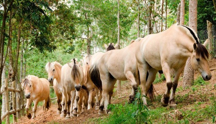 Conheça o raça de cavalo Fjord, ou melhor, o cavalo de guerra dos Vikings