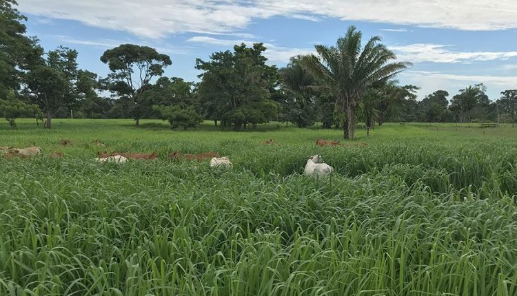 Restrição de horários de pastagem é recomendação para recuperar pasto degradado pela estiagem