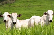 Bem-estar Animal Entra na Pauta da Associação Brasileira do Agronegócio