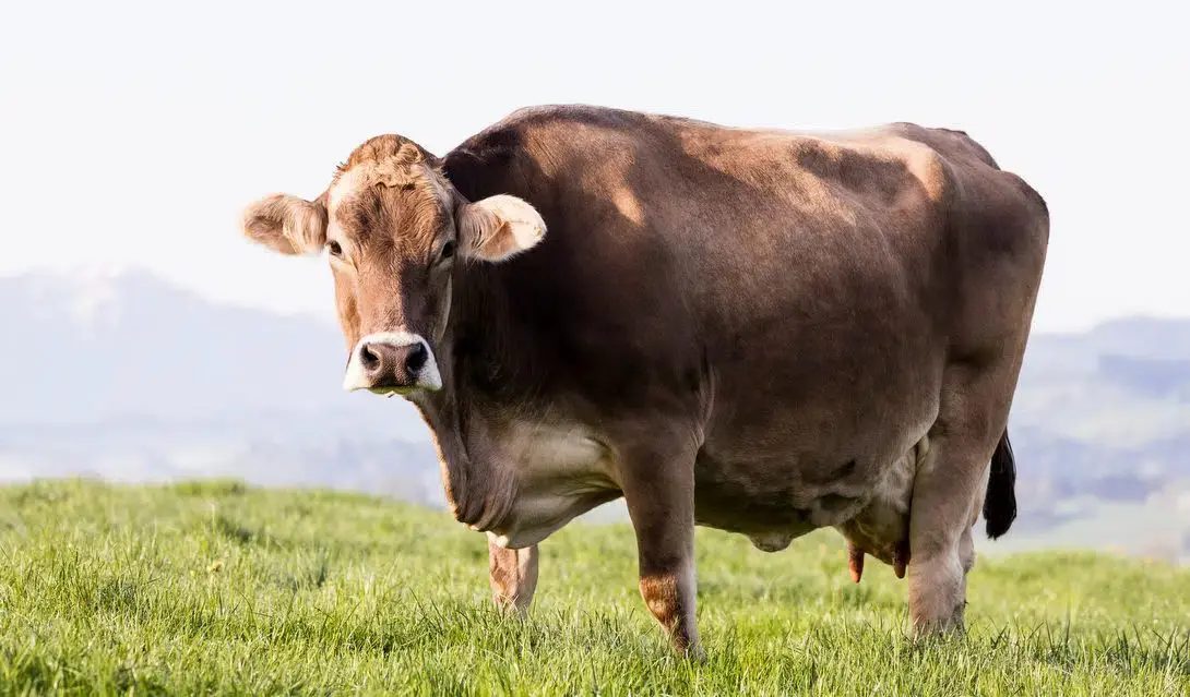 Raça Pardo Suíço é imbatível e está ajudando a transformar a pecuária leiteira