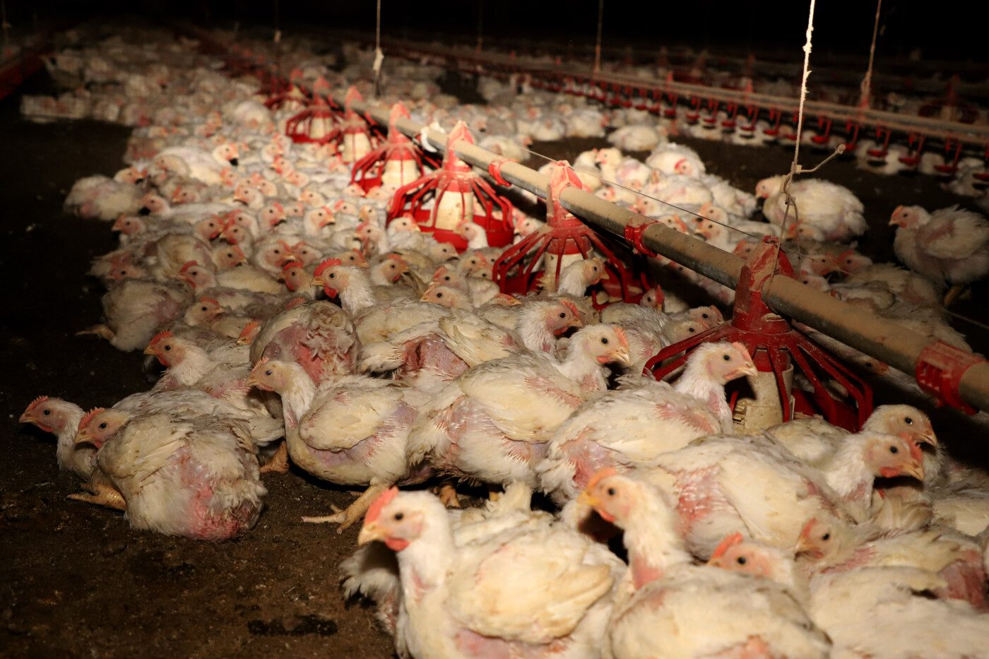 Estratégia eficaz para combater a Doença de Gumboro é tema de palestra da Phibro no Simpósio FACTA