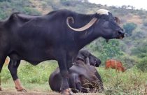 Conheça o maior búfalo do Brasil: gigante em porte e potência na produção