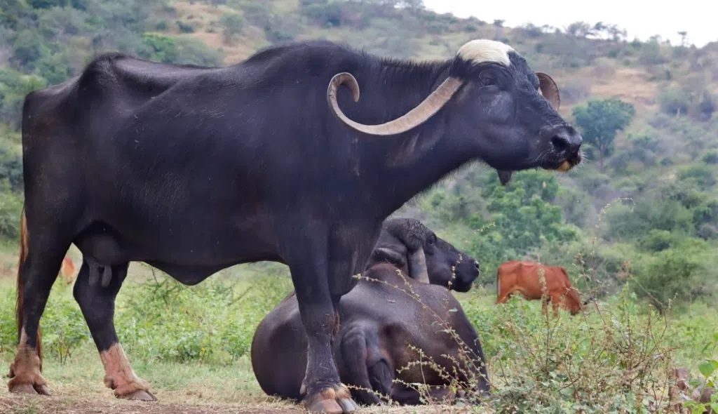 Conheça o maior búfalo do Brasil: gigante em porte e potência na produção