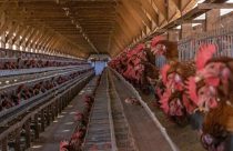 Estresse térmico é o vilão de produtividade das granjas de aves nos meses mais quentes do ano