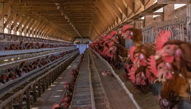 Estresse térmico é o vilão de produtividade das granjas de aves nos meses mais quentes do ano