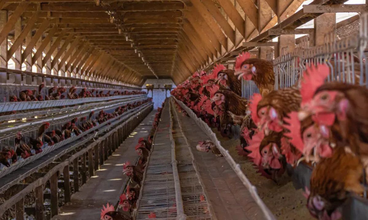 Estresse térmico é o vilão de produtividade das granjas de aves nos meses mais quentes do ano