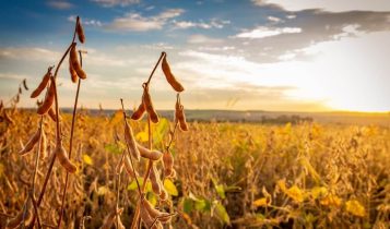 Pará lidera produção de soja e se firma como potência agropecuária
