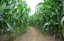 📷 Cepas de bactérias da Azospirillum brasilense são testadas em lavouras de milho desde os anos 1970 para substituir fertilizantes nitrogenado. Foto: Dênio Simões/Agência Brasília