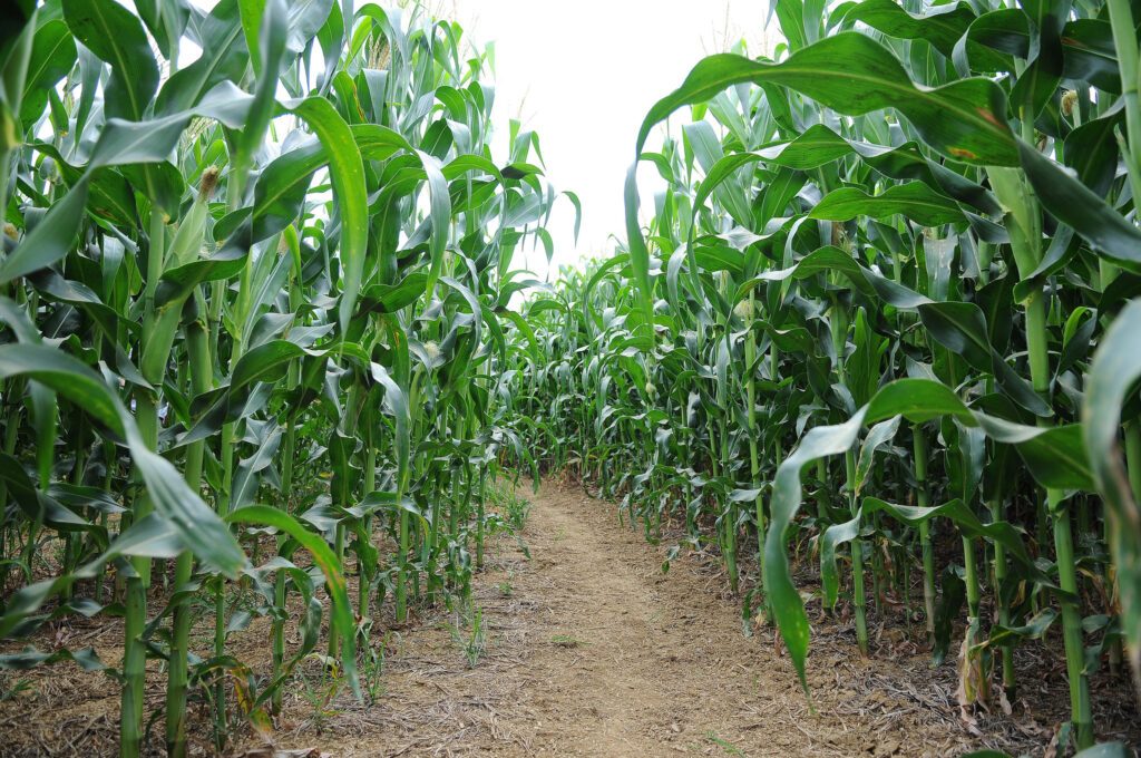 📷 Cepas de bactérias da Azospirillum brasilense são testadas em lavouras de milho desde os anos 1970 para substituir fertilizantes nitrogenado. Foto: Dênio Simões/Agência Brasília