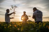 171,3 milhões de toneladas e uma safra dividida pelo clima