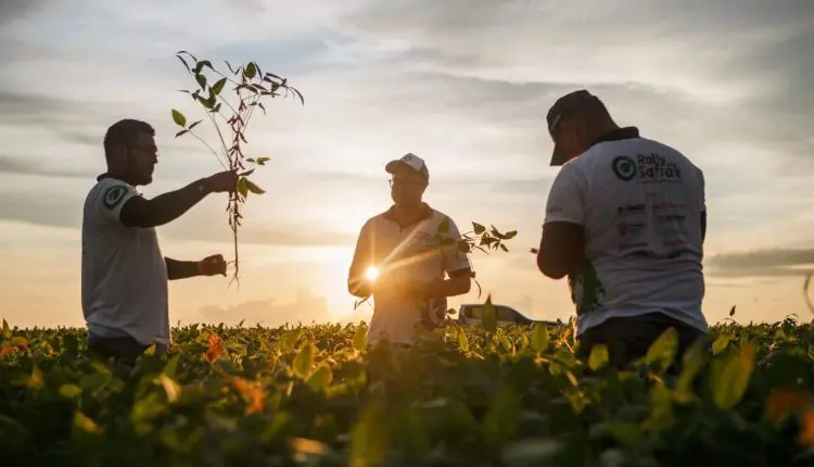 171,3 milhões de toneladas e uma safra dividida pelo clima