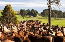 Brasil conquista abertura do mercado de equinos para a Bolívia