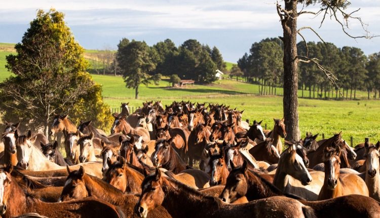 Brasil conquista abertura do mercado de equinos para a Bolívia