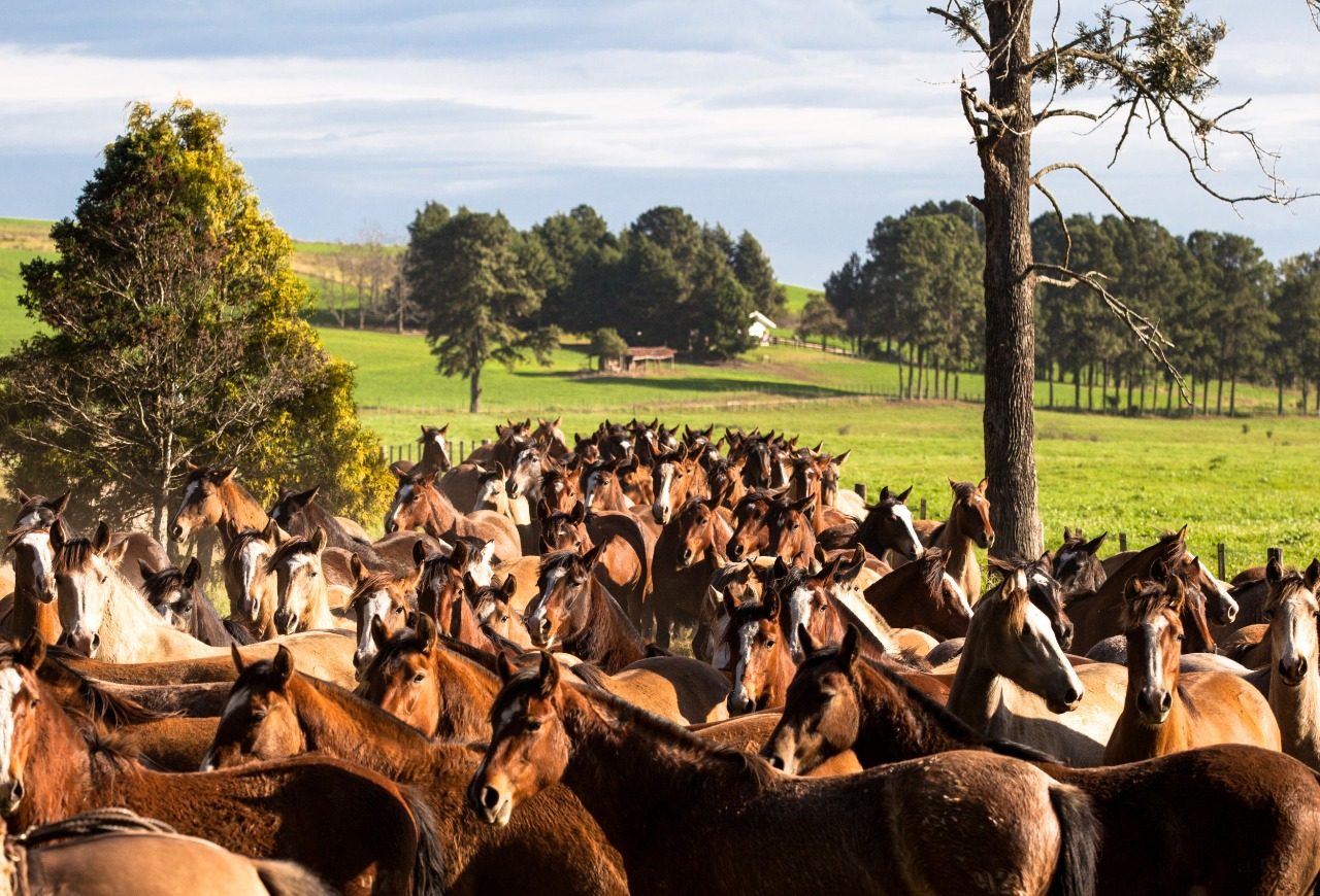 Brasil conquista abertura do mercado de equinos para a Bolívia