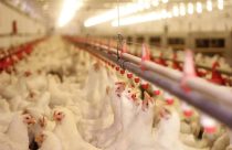 Uniformidade dos lotes ajuda a maximizar a produção e a rentabilidade na avicultura