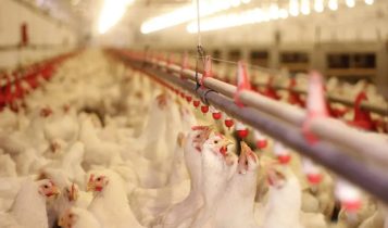 Uniformidade dos lotes ajuda a maximizar a produção e a rentabilidade na avicultura