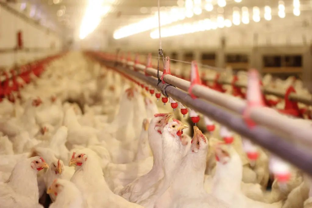 Redução no custo com aves de corte depende de cuidados com manejo