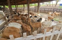 Pesquisa mostra prevalência da paratuberculose em 55% de rebanhos de ovinos no planeta