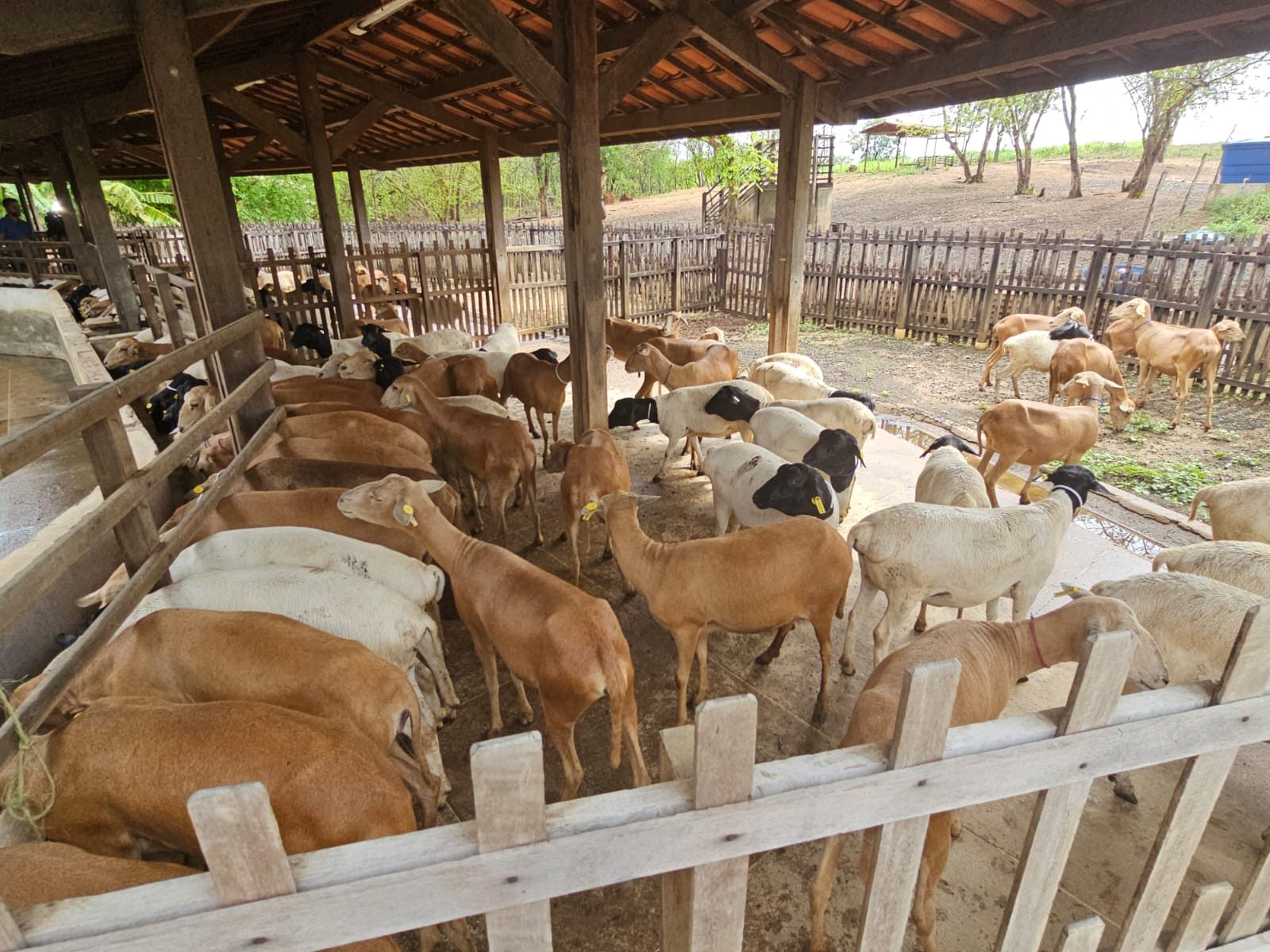 Pesquisa mostra prevalência da paratuberculose em 55% de rebanhos de ovinos no planeta