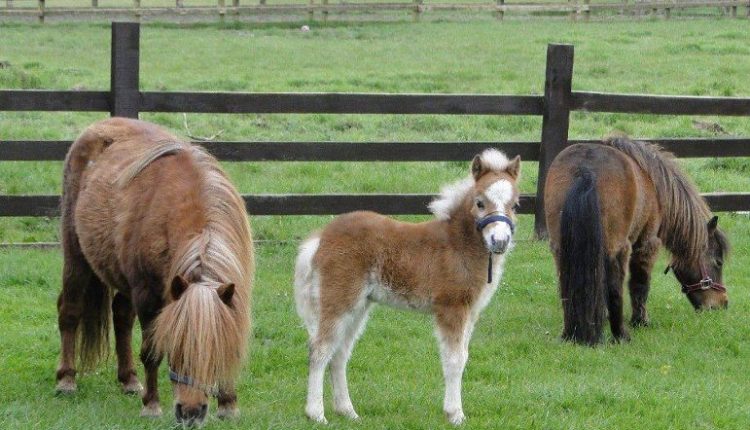 Pequeno no tamanho, gigante em inteligência: descubra o incrível cavalo Falabella