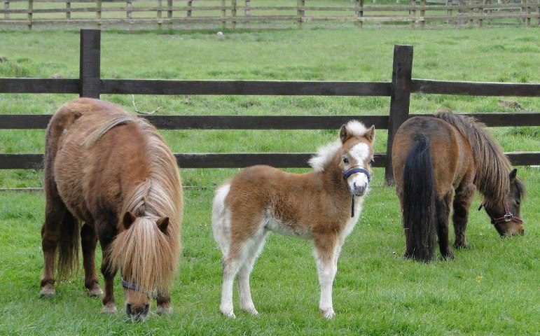 Pequeno no tamanho, gigante em inteligência: descubra o incrível cavalo Falabella