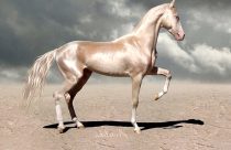 Conheça o cavalo que brilha mais que ouro