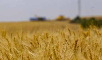 EUA vendem 118,7 mil t de trigo da safra 2025/26, aponta USDA