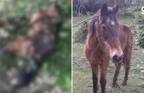 Luto em Nova Petrópolis: Morre um dos cavalos mais velhos do Brasil