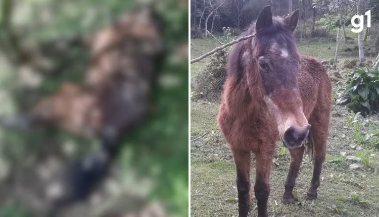 Luto em Nova Petrópolis: Morre um dos cavalos mais velhos do Brasil