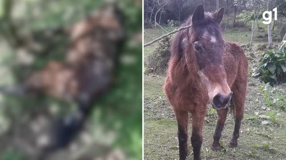 Luto em Nova Petrópolis: Morre um dos cavalos mais velhos do Brasil