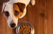 Marca famosa de ração de cachorro é contaminada com bactéria