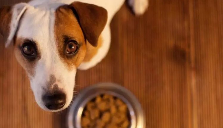 Marca famosa de ração de cachorro é contaminada com bactéria