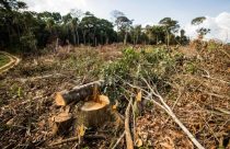 BNDES evita R$ 728 milhões de crédito rural a desmatadores ilegais
