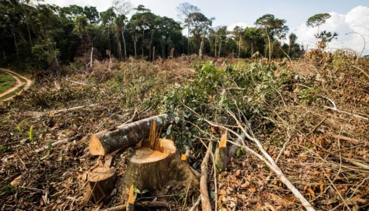 BNDES evita R$ 728 milhões de crédito rural a desmatadores ilegais