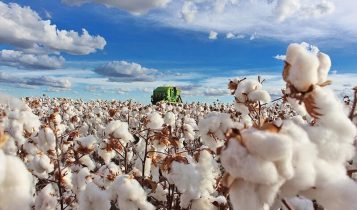 StoneX mantém estimativa para a safra de algodão 2025/26, mas eleva perspectiva para exportação