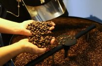Café capixaba conquista a Europa: exportações crescem 150% e chegam a 4,1 milhões de sacas