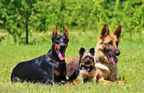 Coleiras ectoparasiticidas protegem cães e ajudam no controle de doenças