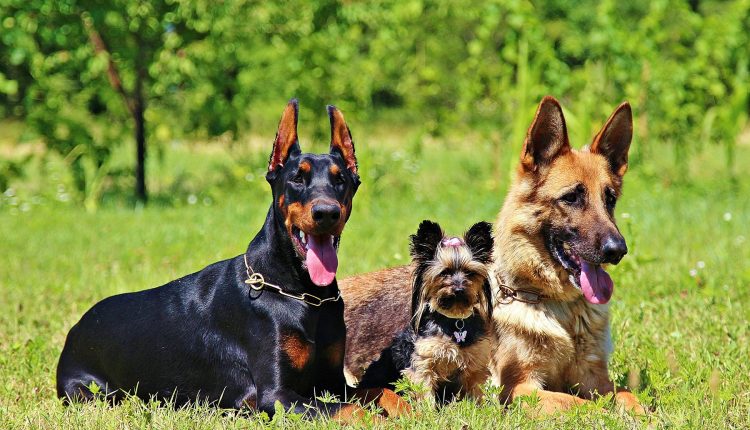 Coleiras ectoparasiticidas protegem cães e ajudam no controle de doenças