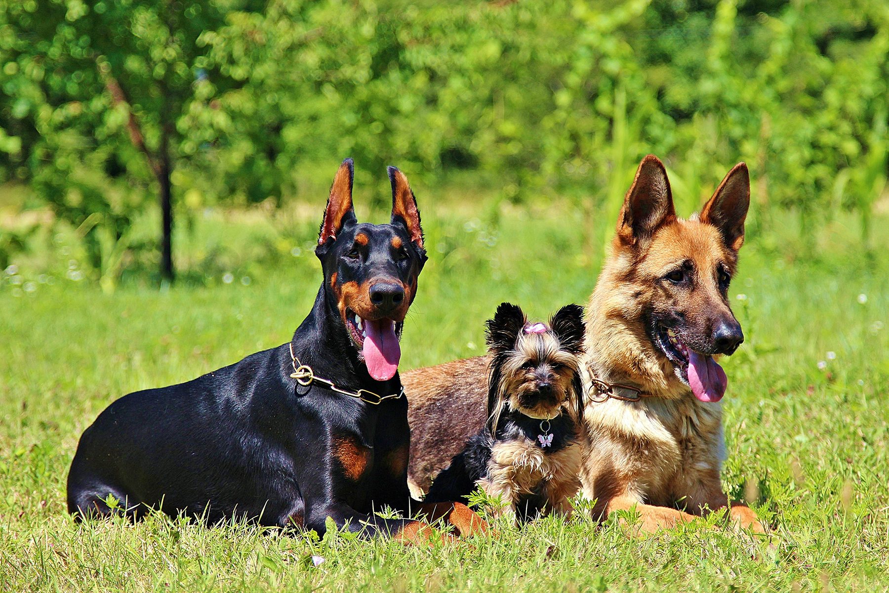 Coleiras ectoparasiticidas protegem cães e ajudam no controle de doenças