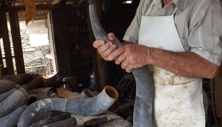 Do campo à indústria: saiba como o chifre do boi é utilizado de maneiras surpreendentes