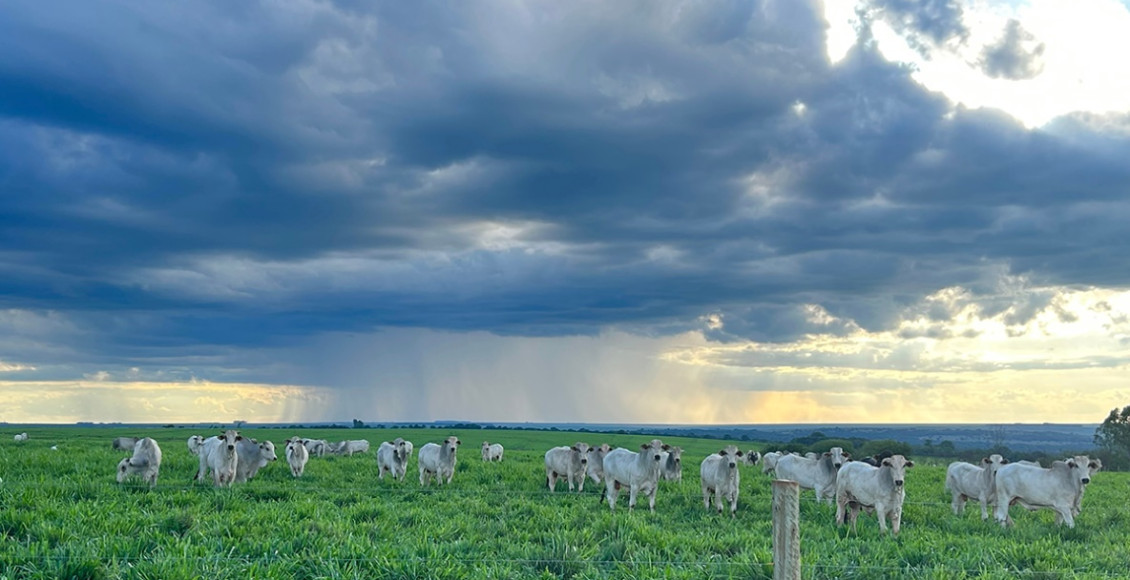 Cuidados com a suplementação mineral no período de chuva