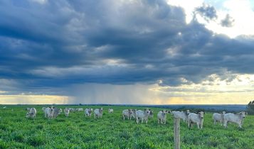 Cuidados com a suplementação mineral no período de chuva