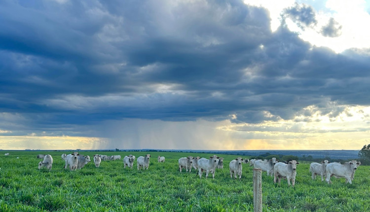 Cuidados com a suplementação mineral no período de chuva