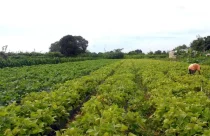 CMN prorroga parcelas de crédito rural a afetados por seca no Nordeste