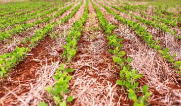 novas variedades de soja