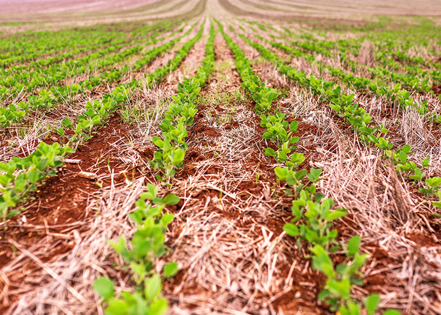 novas variedades de soja