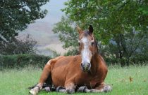 Cuidados com o cavalo idoso: como garantir bem-estar e qualidade de vida