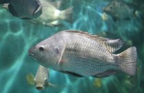 Peixe de rio, tanque ou mar: afinal, o que muda no sabor?