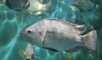Peixe de rio, tanque ou mar: afinal, o que muda no sabor?